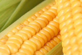 Corn - UCAL Union des Cooperatives Agricoles de L´Allier